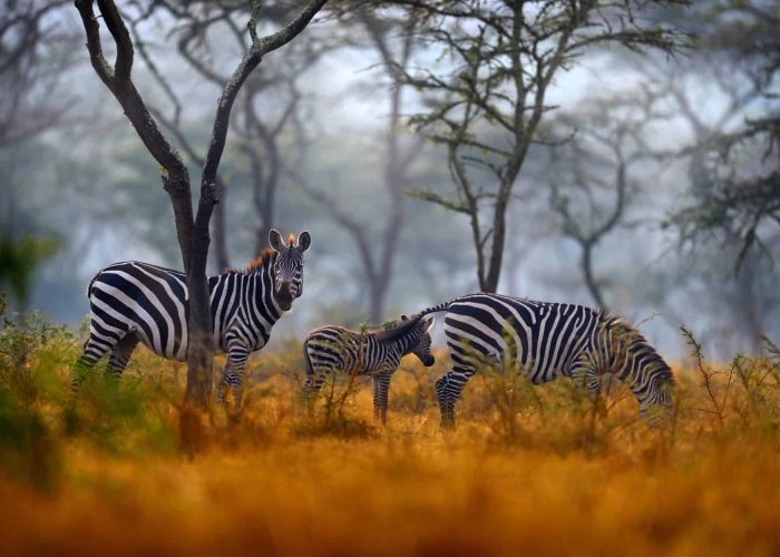 Africa sunset. Plains zebra, Equus quagga, in the grassy nature habitat with evening light in Lake Mburo NP in Uganda. Sunset in savanah. Animals with big trees.