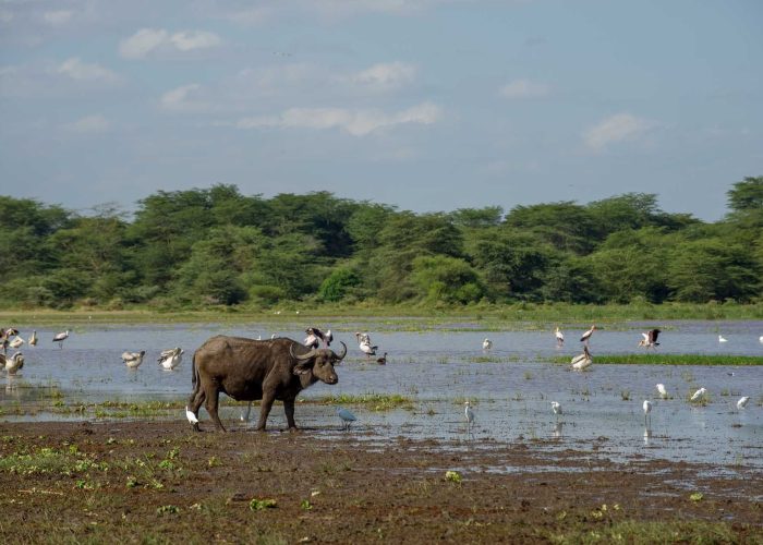 Le-Lake-Manyara-Serena-Lodge-10