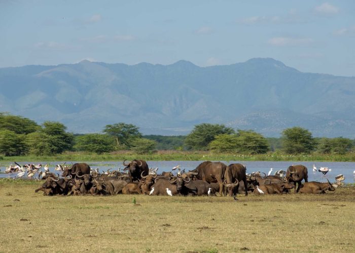 Le-Lake-Manyara-Serena-Lodge-9