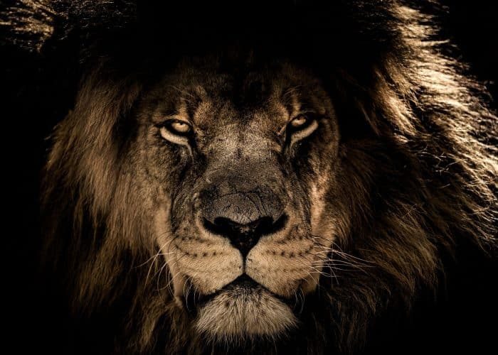Safari-de-nuit-2-rcuq09p39mxez1k74su3abrqd7e9rv9qv4wzev3ma0
