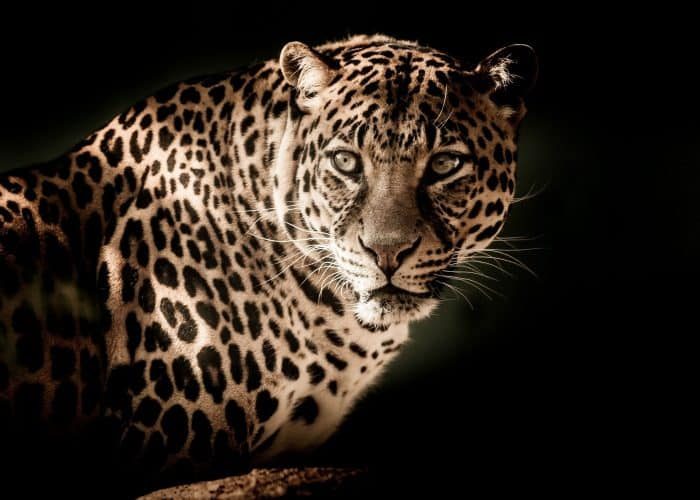 Safari-de-nuit-3-rcupztpu1gbjho7eq3xflxsw9nl150ib4xtq95rb7s