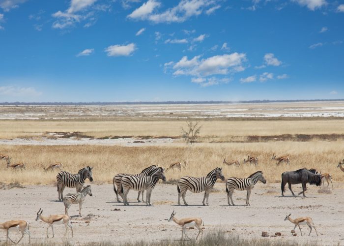 african-safari-1