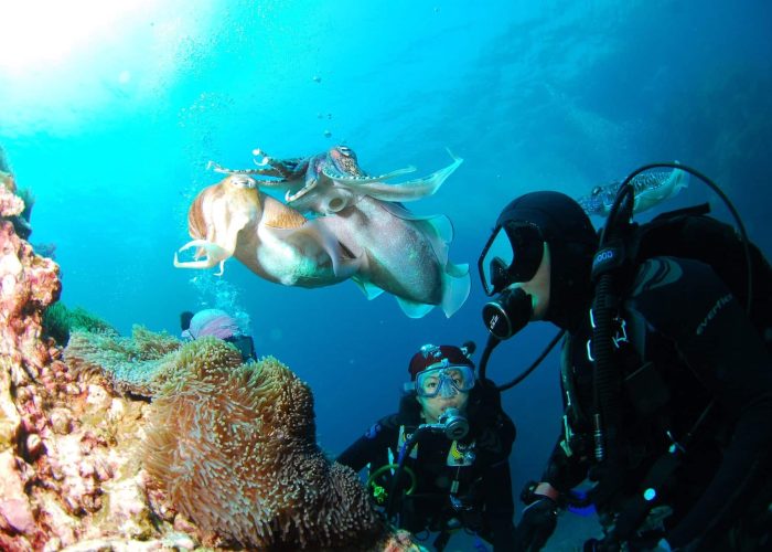 diving-689831_1920