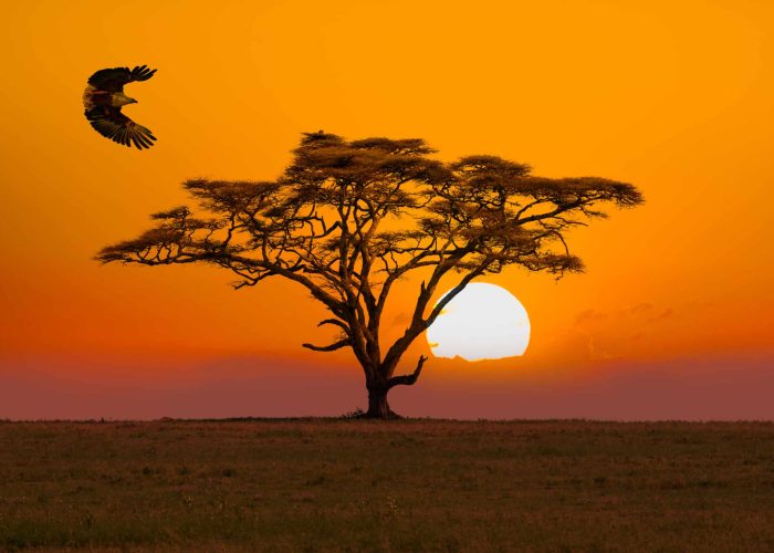African Fish Eagle - preying and  Acacia Tree - umbrella thorn acacia Tree and sunset / sunrise