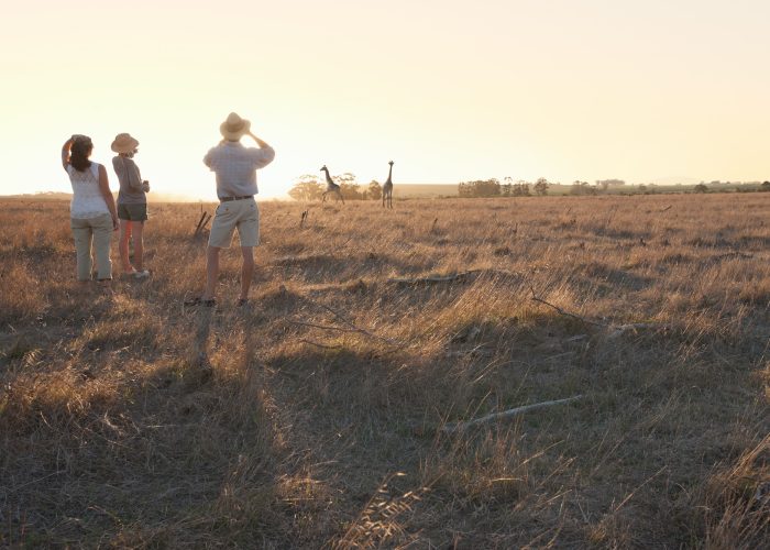 people-watching-giraffes-on-safari-stellenbosch-south-africa