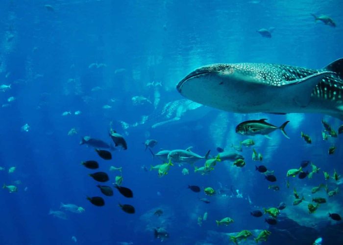 whale-shark-281498_1920